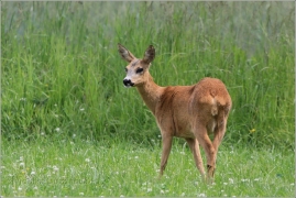 <p>SRNEC OBECNÝ (Capreolus capreolus) Šluknovsko - Jiříkov /European roe deer - Reh/</p>